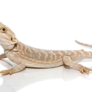 Baby Hypo Bearded Dragon For Sale