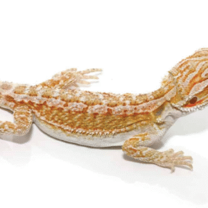 Baby Hypo Citrus Bearded Dragon For Sale