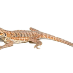 Baby Hypo Silky Bearded Dragon For Sale