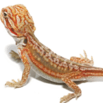 Inferno Leatherback Bearded Dragon For Sale