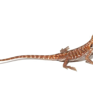 Baby Inferno Silky Bearded Dragon For Sale