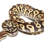Baby Phantom Ball Python For Sale