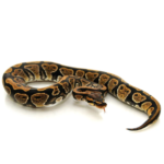 Ball Python for Sale