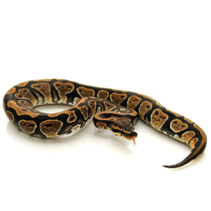 Ball Python for Sale