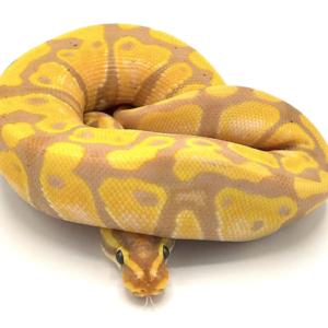 Banana Ball Python For Sale