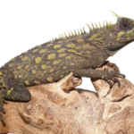 Bintang Horned Tree Dragon For Sale
