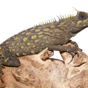 Bintang Horned Tree Dragon For Sale