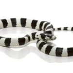 Black And White California Kingsnake For Sale