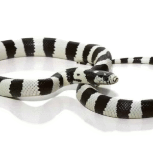 Black And White California Kingsnake For Sale