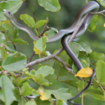 Black Mamba For Sale