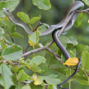 Black Mamba For Sale
