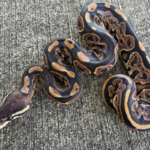 Black Pastel Ball Python for Sale