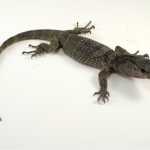 Black Roughneck Monitor for Sale
