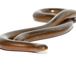 Blind Worm Snake for Sale