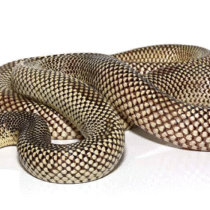 Blotched Kingsnake For Sale
