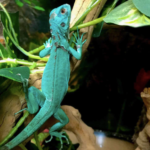 Blue Axanthic Iguana for Sale