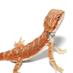 Blue Bar Bearded Dragon For Sale