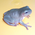 Blue Eyed Whites Tree Frog for Sale