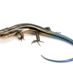 Blue Tail Skink for Sale