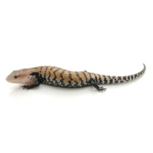 Blue Tongue Skink for Sale