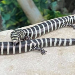 Brazilian Galliwasp for Sale