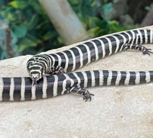 Brazilian Galliwasp for Sale