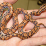 Brazilian Rainbow Boa for Sale