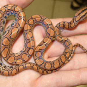 Brazilian Rainbow Boa for Sale
