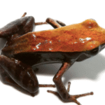 Bronze Mantella For Sale
