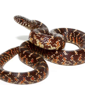 Brooks Kingsnake for Sale