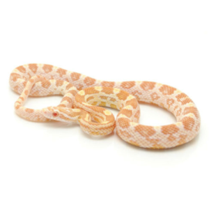 Butter Corn Snake for Sale