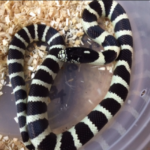 California Kingsnake for Sale
