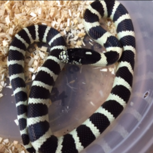 California Kingsnake for Sale