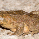 Cane Toad for Sale