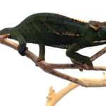 Canopy Chameleon For Sale