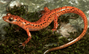 Amphibians For Sale