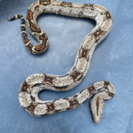 Central American Boa for Sale