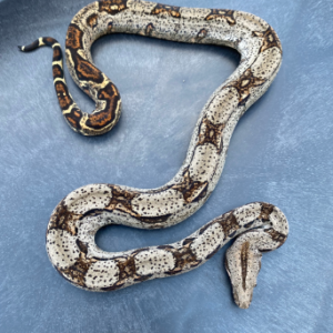 Central American Boa for Sale