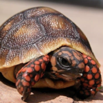 Cherry Head Red Foot Tortoise for Sale