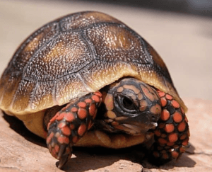 Tortoises For Sale