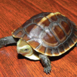 Chinese Box Turtle for Sale