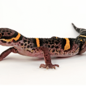 Chinese Cave Gecko for Sale