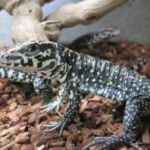 Colombian Tegu for Sale