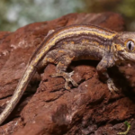 Colored Striped Gargoyle Gecko For Sale