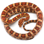 Corn Snake for Sale