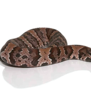 Cotton Mouth Water Moccasin For Sale