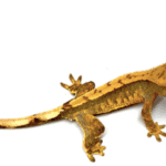Crested Gecko for Sale