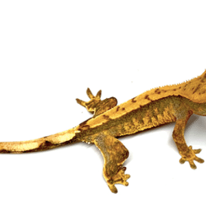 Crested Gecko for Sale