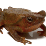 Crested Toad for Sale