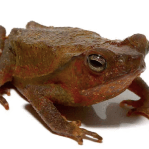 Crested Toad for Sale